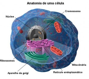 anatomiadacelula